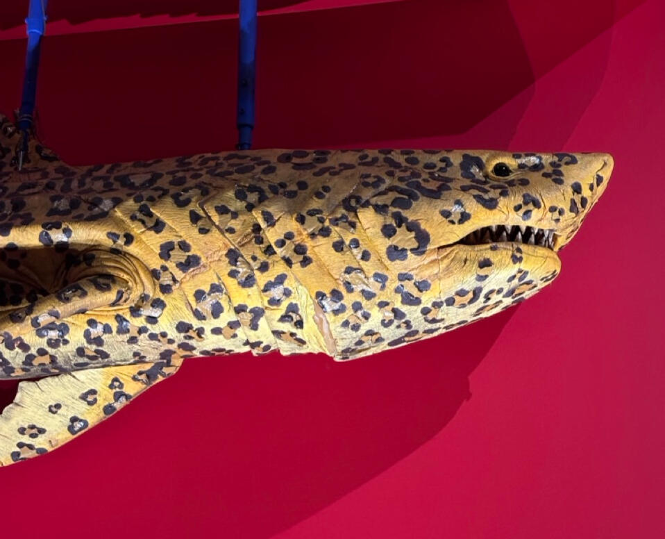A model of a shark whose skin has a jaguar print all over.