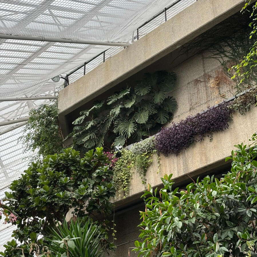 Photo inside the Barbican conservatory. Concrete building with layered balconies covered in lush green plants beneath a glass-and-mesh roof.