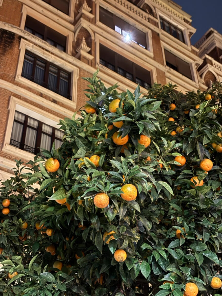 An upward looking photograph of an orange tree, with a Spanish-looking residential building behind it.
