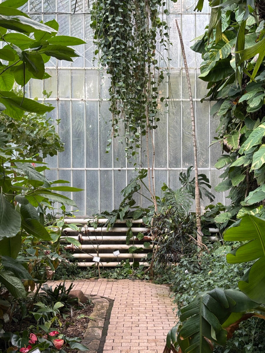 A view of a glass greenhouse wall from the inside looking out, with many tropical plants visible. A reddish brick pathway runs along the ground.