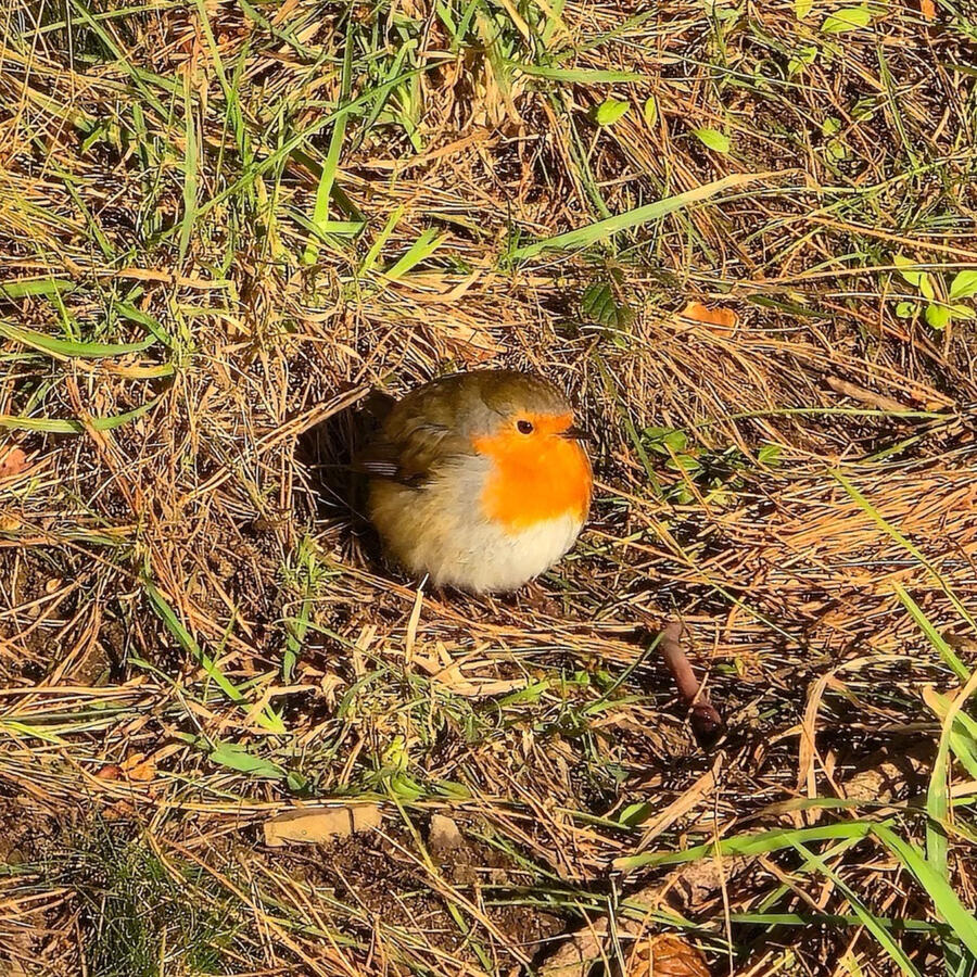 An almost perfectly round robin standing in the grass, illuminated by warm sunlight.