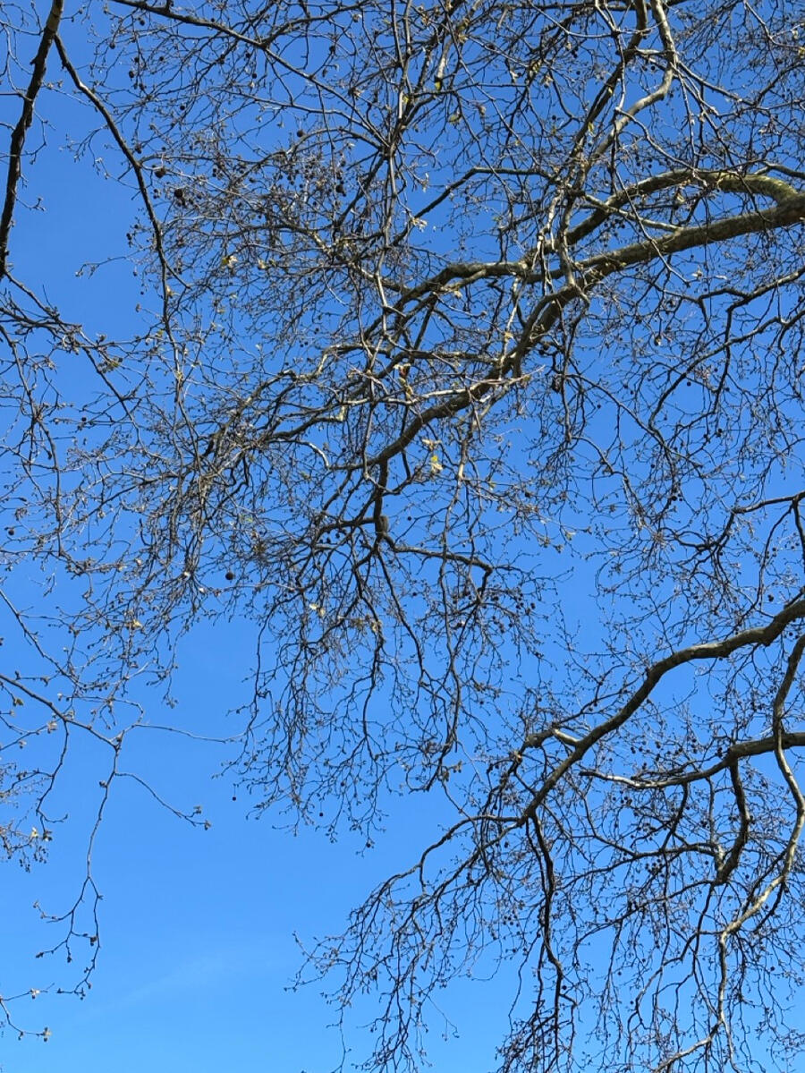 An upward view of a blue sky behind skeletal tree branches.
