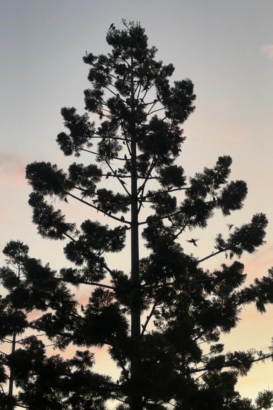 A tree is silhouetted against the late afternoon sky, as birds fly between branches.