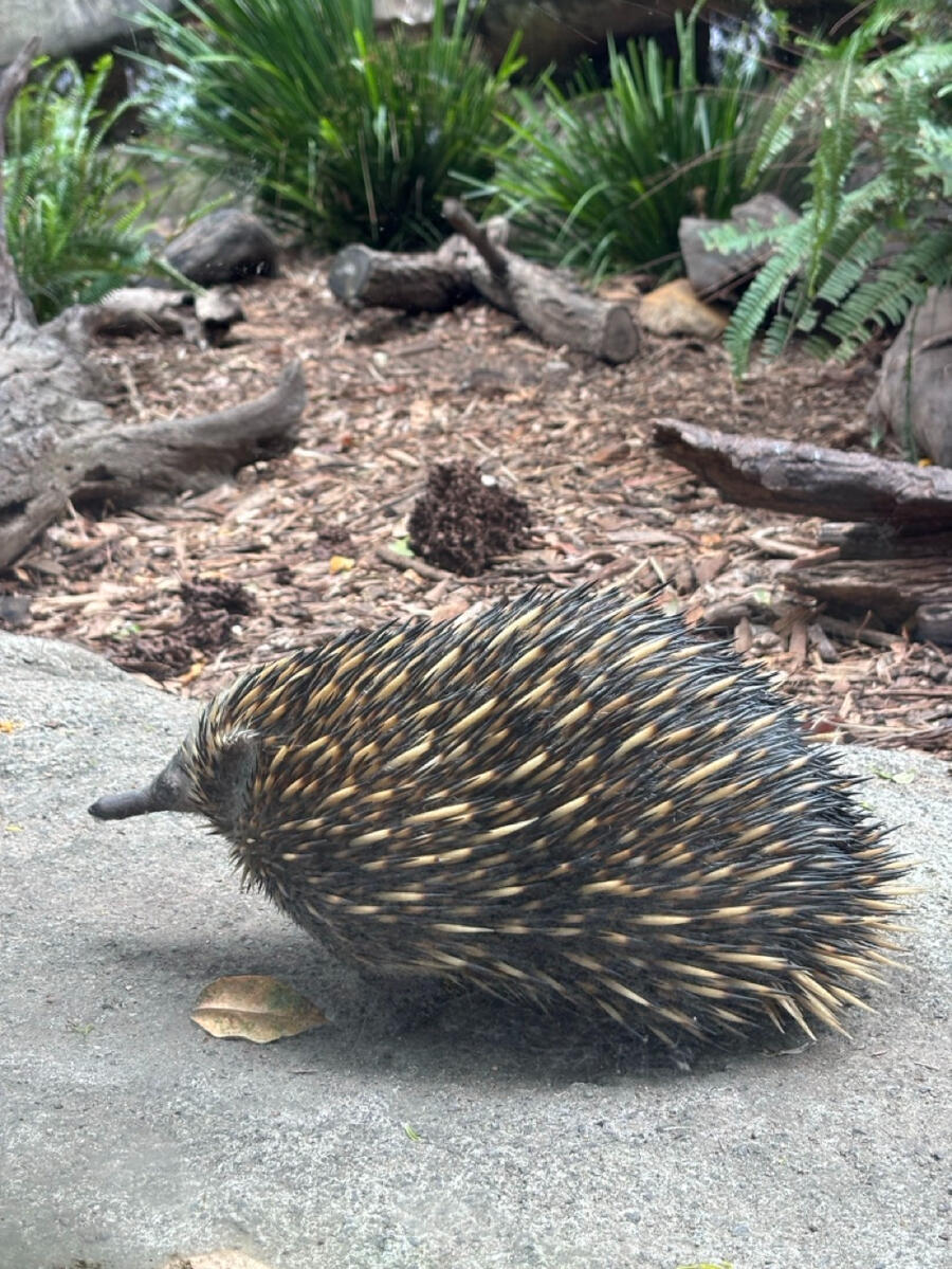 A spiky echidna, facing off to the left.